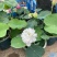 精品种荷花优质荷花基地