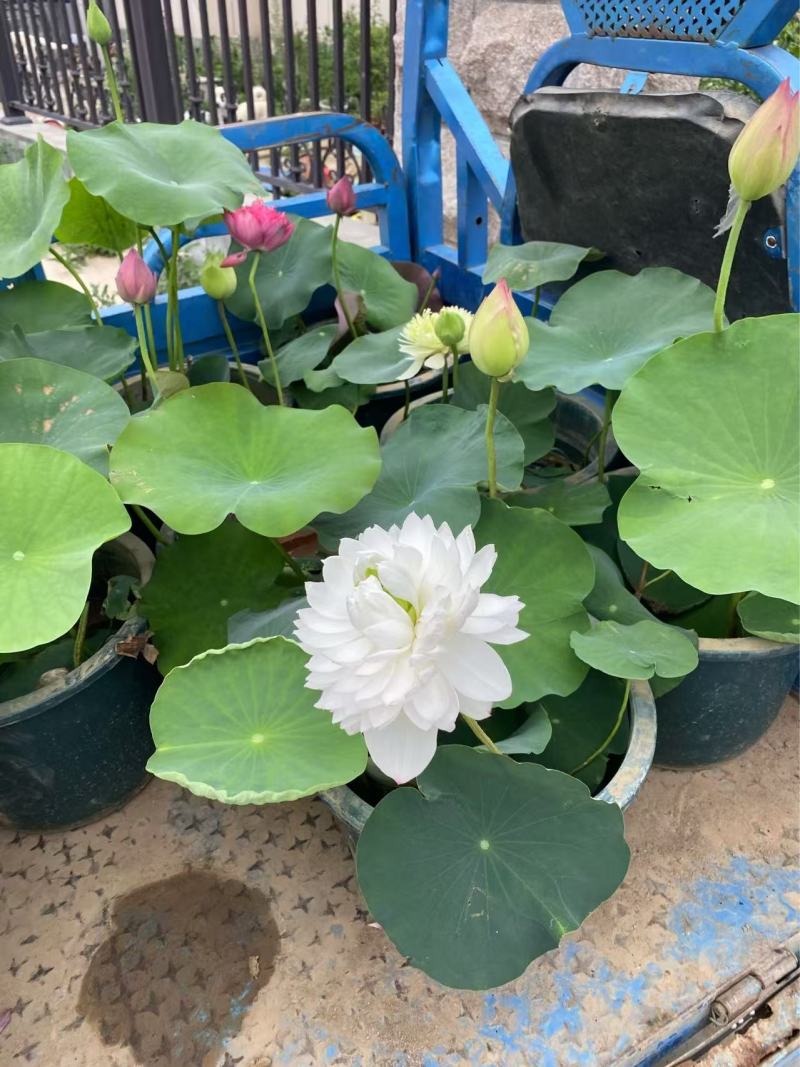 精品种荷花优质荷花基地
