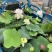精品种荷花优质荷花基地