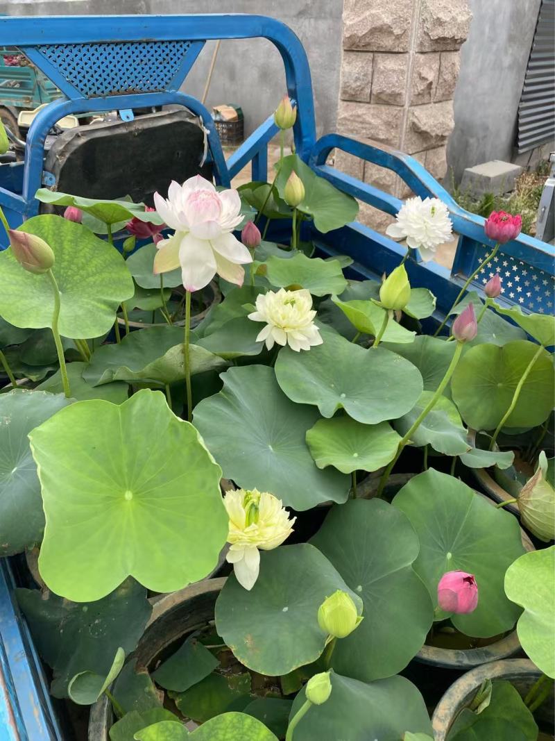 精品种荷花优质荷花基地