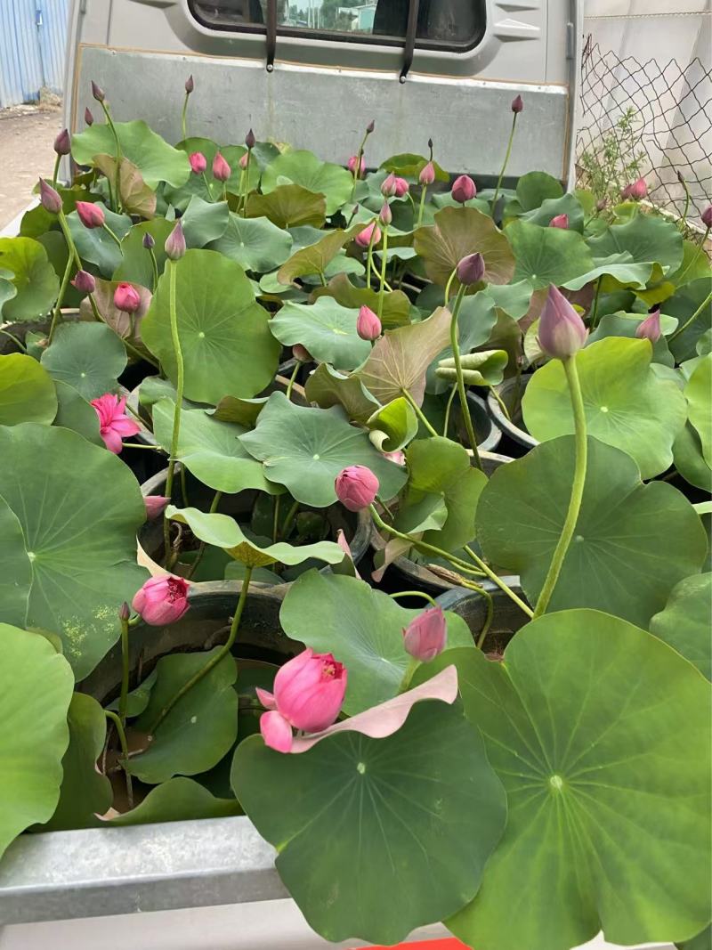 精品种荷花优质荷花基地