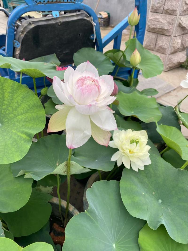 精品种荷花优质荷花基地