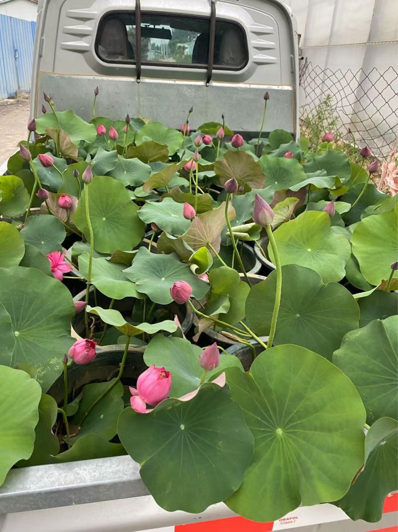 精品种荷花优质荷花基地