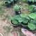 精品种荷花优质荷花基地