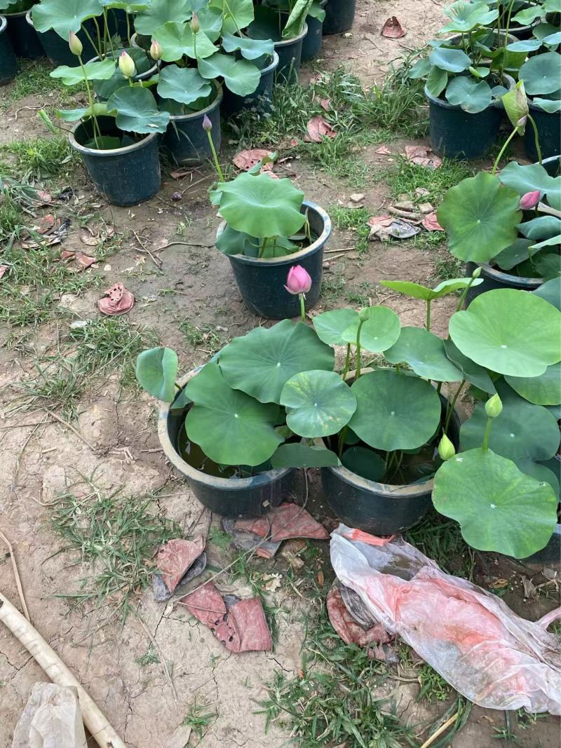 精品种荷花优质荷花基地