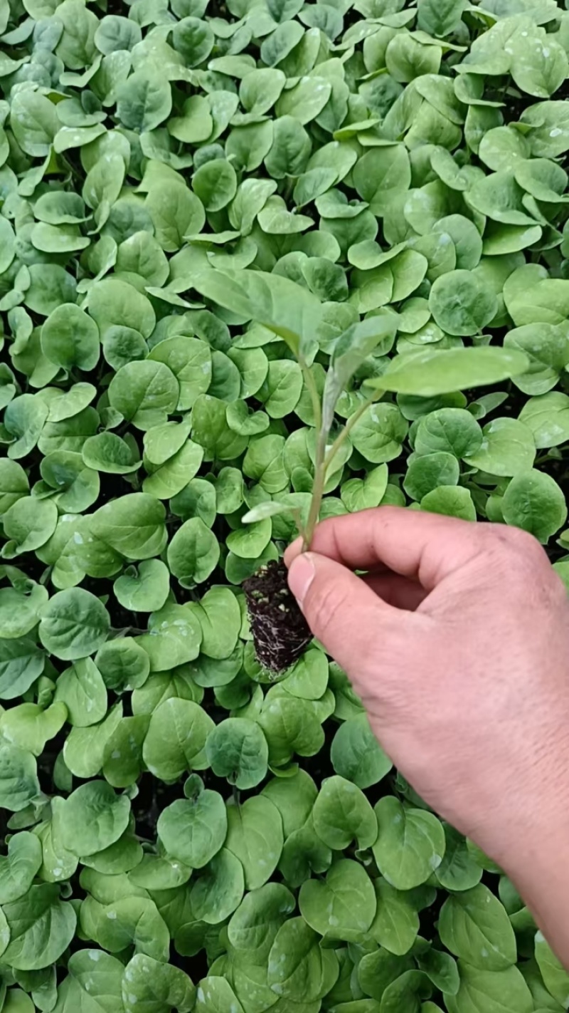 茄子苗大龙长茄苗紫圆茄苗山东莘县种苗基地瓜果蔬菜种苗