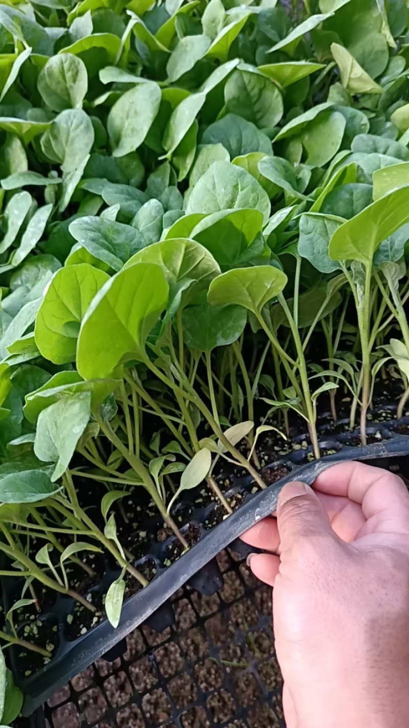 茄子苗大龙长茄苗紫圆茄苗山东莘县种苗基地瓜果蔬菜种苗