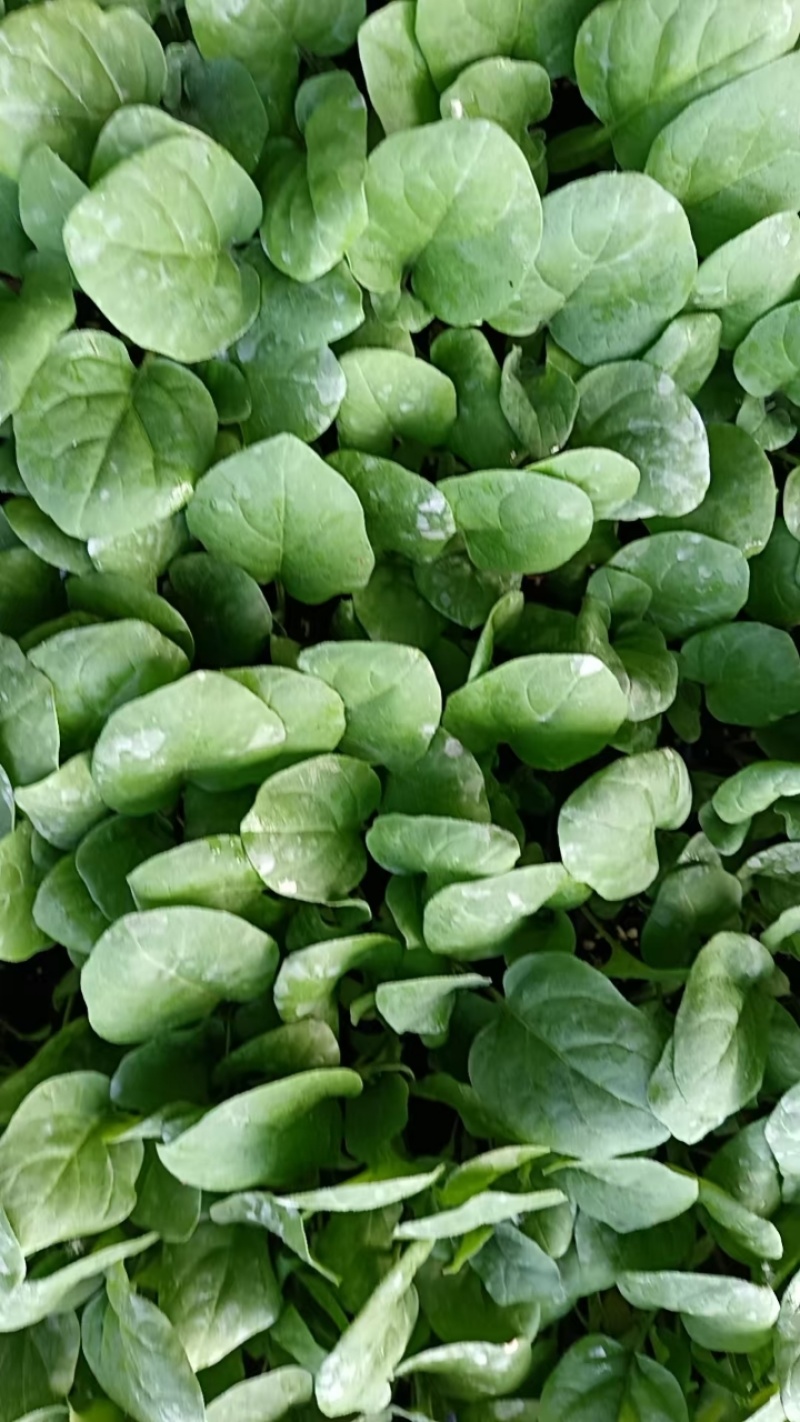 茄子苗大龙长茄苗紫圆茄苗山东莘县种苗基地瓜果蔬菜种苗