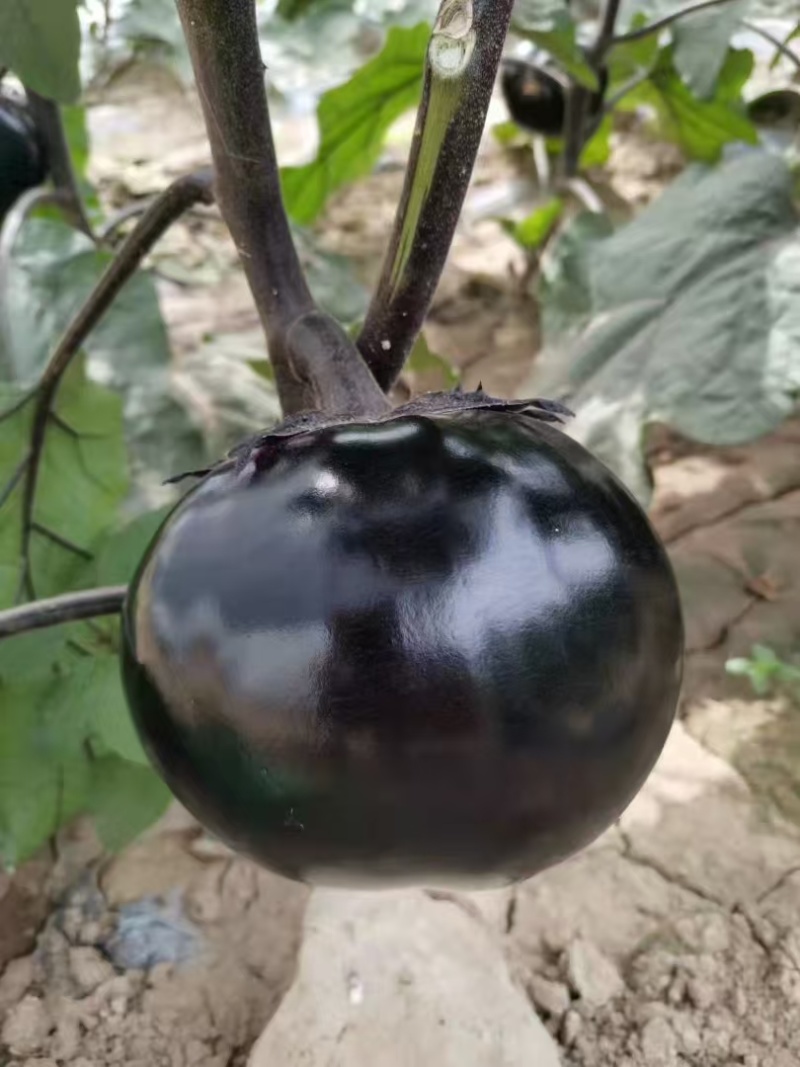 茄子苗大龙长茄苗紫圆茄苗山东莘县种苗基地瓜果蔬菜种苗