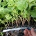 茄子苗大龙长茄苗紫圆茄苗山东莘县种苗基地瓜果蔬菜种苗