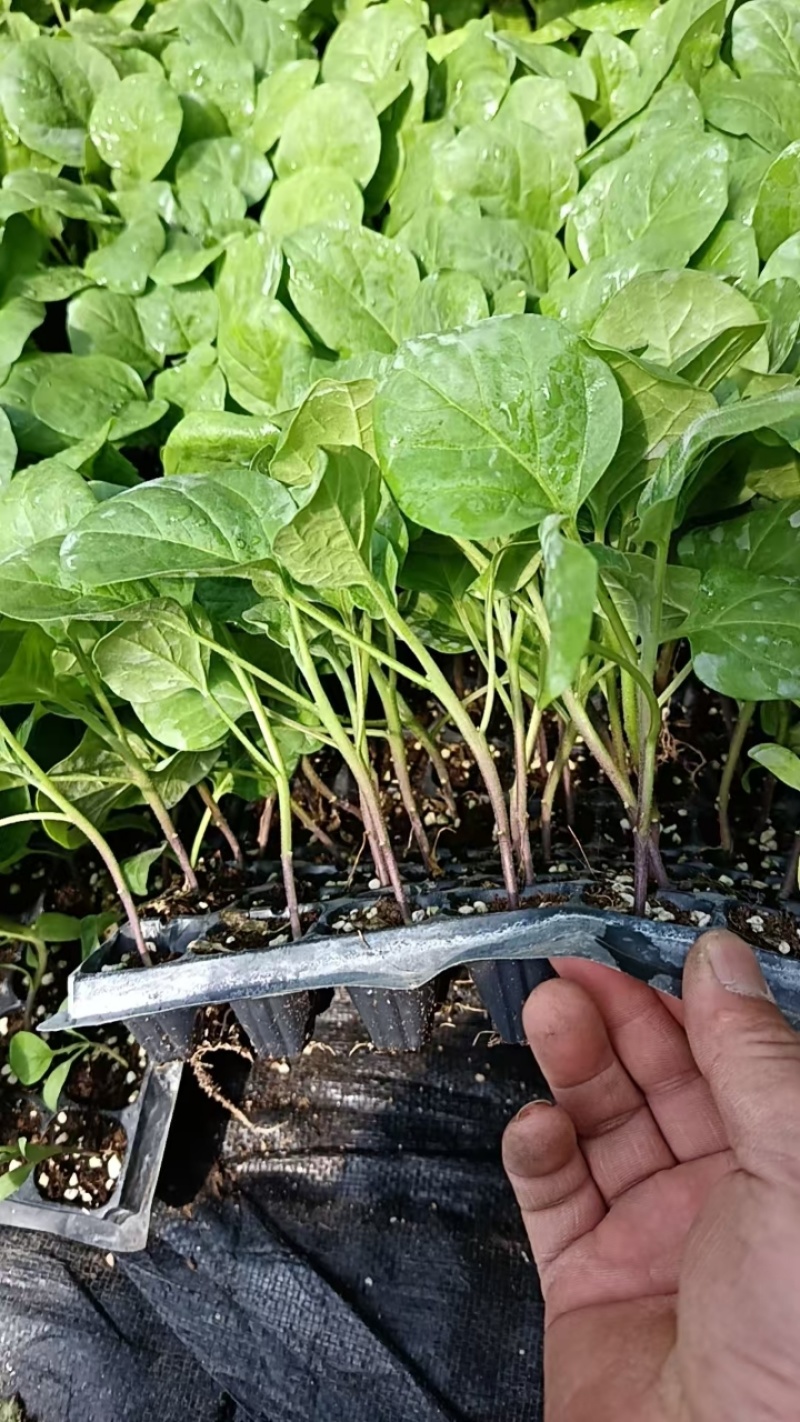 茄子苗大龙长茄苗紫圆茄苗山东莘县种苗基地瓜果蔬菜种苗