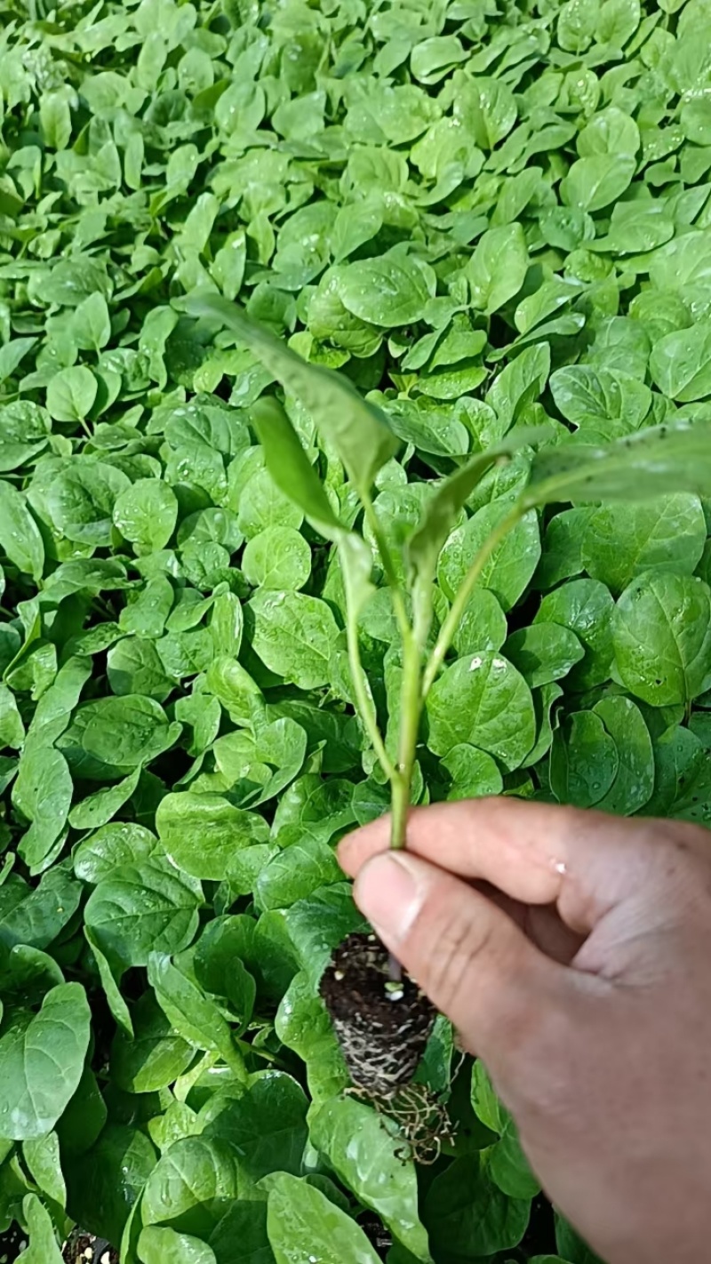 茄子苗大龙长茄苗紫圆茄苗山东莘县种苗基地瓜果蔬菜种苗