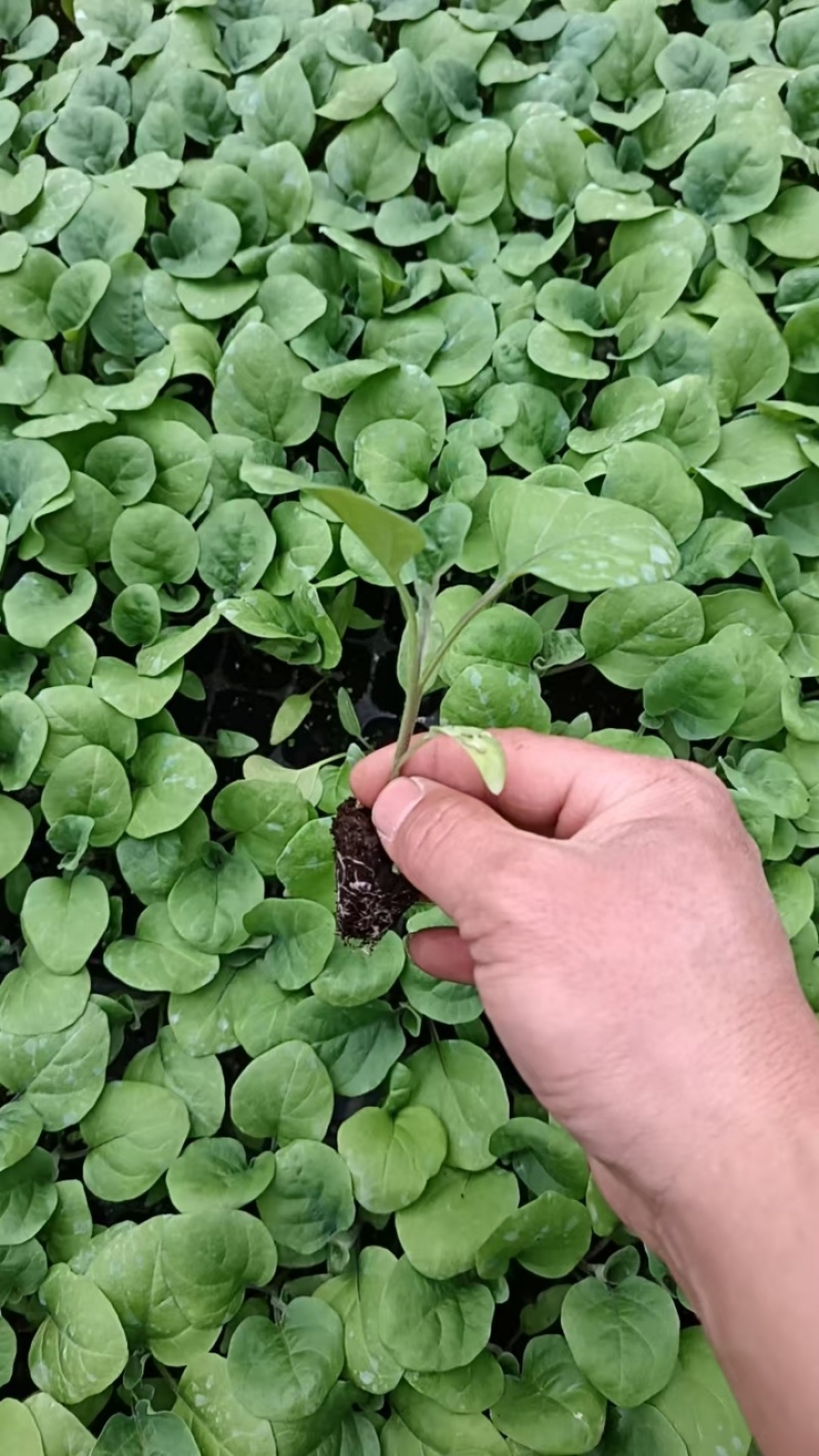 茄子苗大龙长茄苗紫圆茄苗山东莘县种苗基地瓜果蔬菜种苗