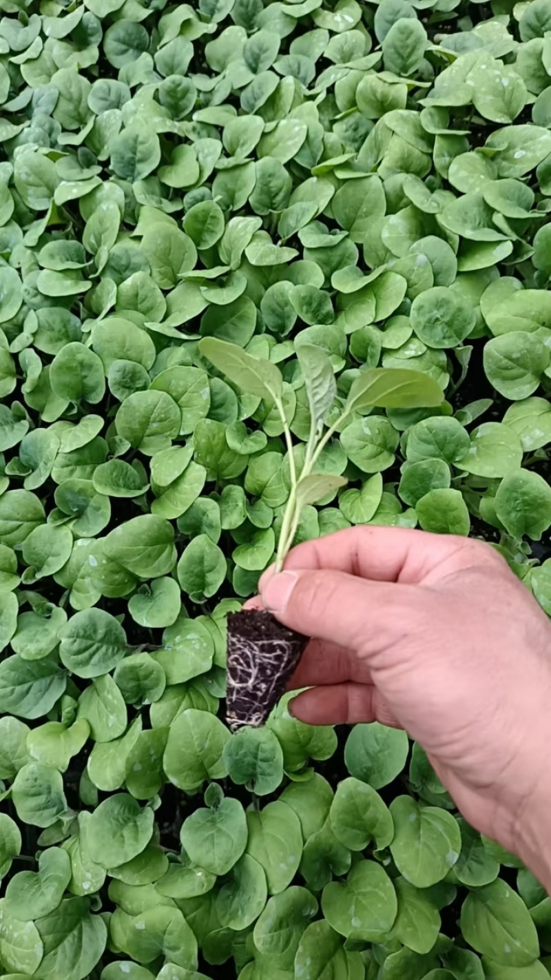 茄子苗大龙长茄苗紫圆茄苗山东莘县种苗基地瓜果蔬菜种苗