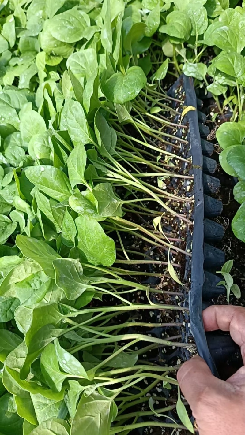 茄子苗大龙长茄苗紫圆茄苗山东莘县种苗基地瓜果蔬菜种苗