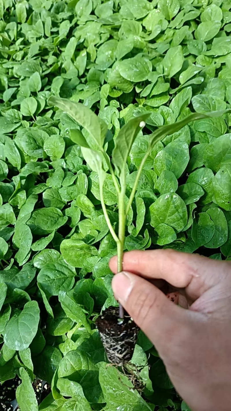 茄子苗大龙长茄苗紫圆茄苗山东莘县种苗基地瓜果蔬菜种苗