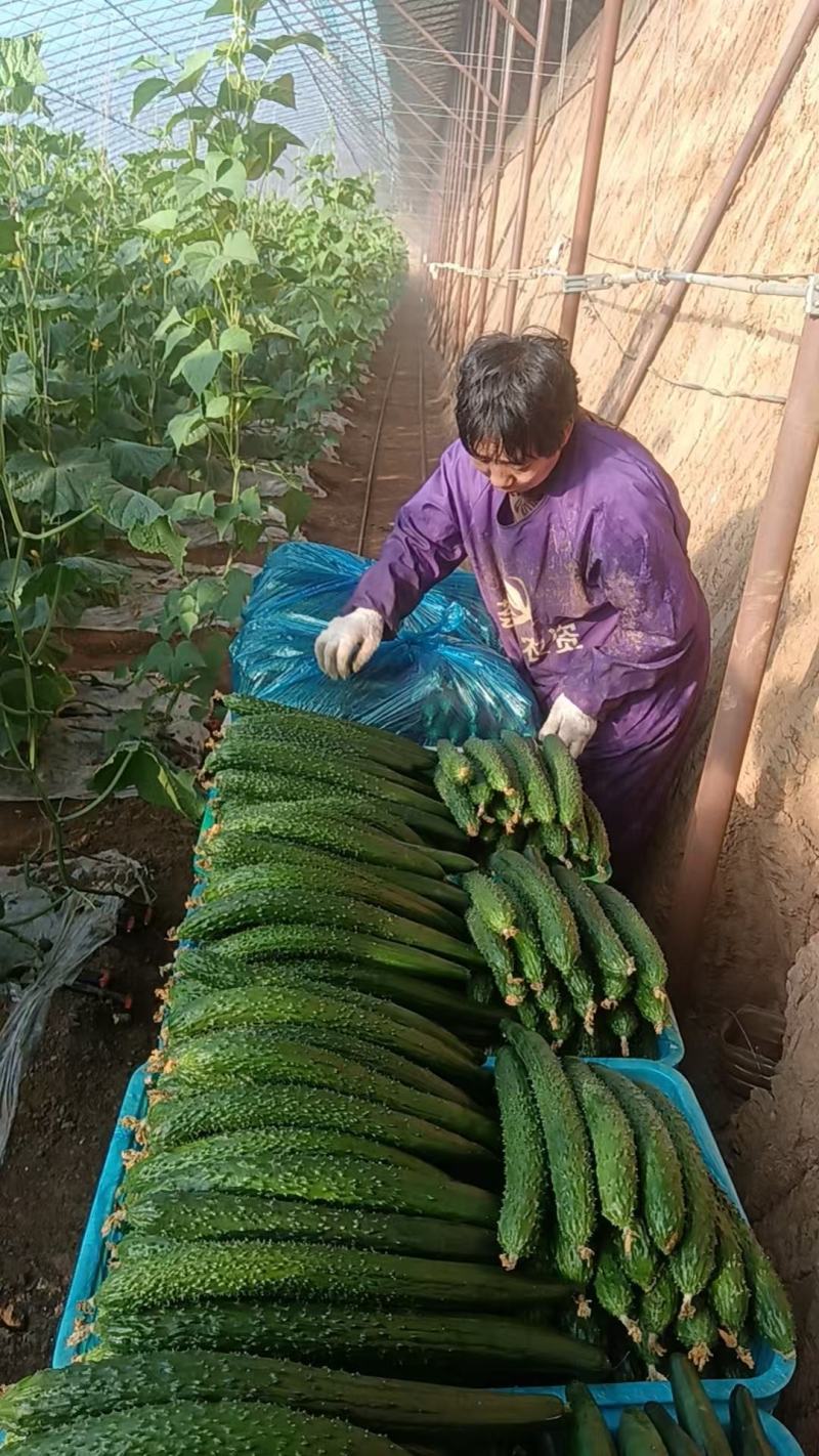 精品黄瓜，密刺黄瓜大量供应内蒙赤峰，产地直发，货源充足。