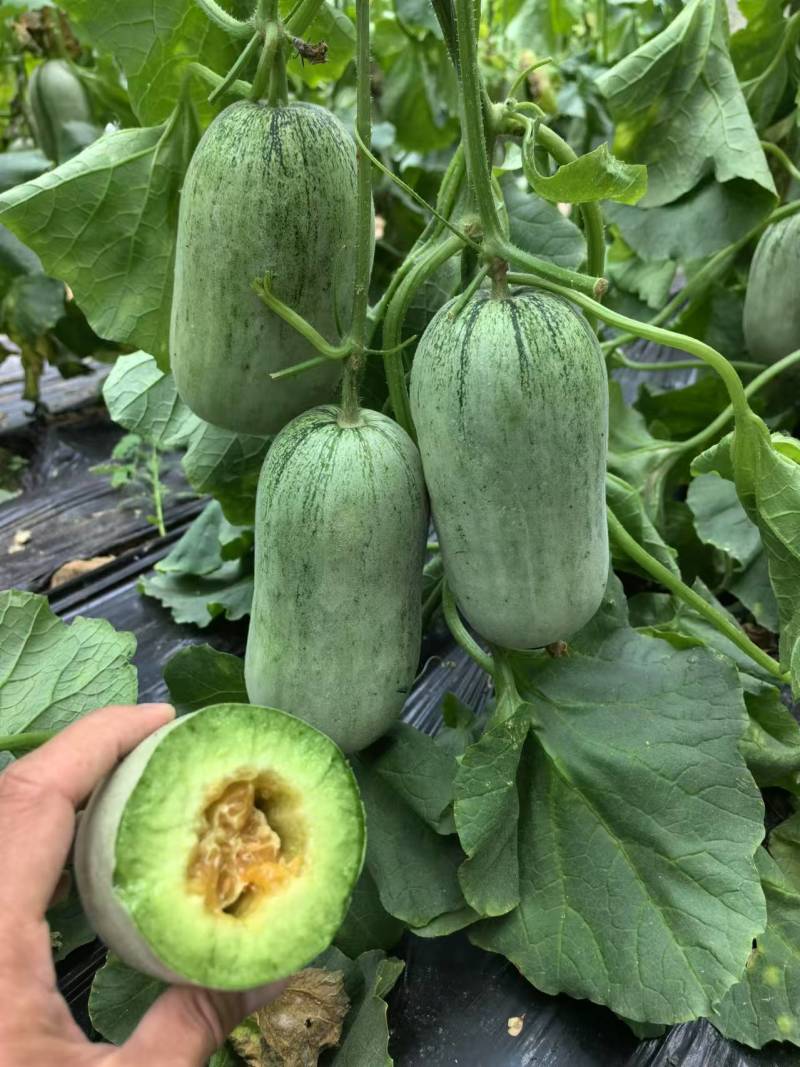 薄皮甜瓜苗绿宝苗博洋苗玉菇苗黄金蜜各种甜瓜苗嫁接甜瓜苗