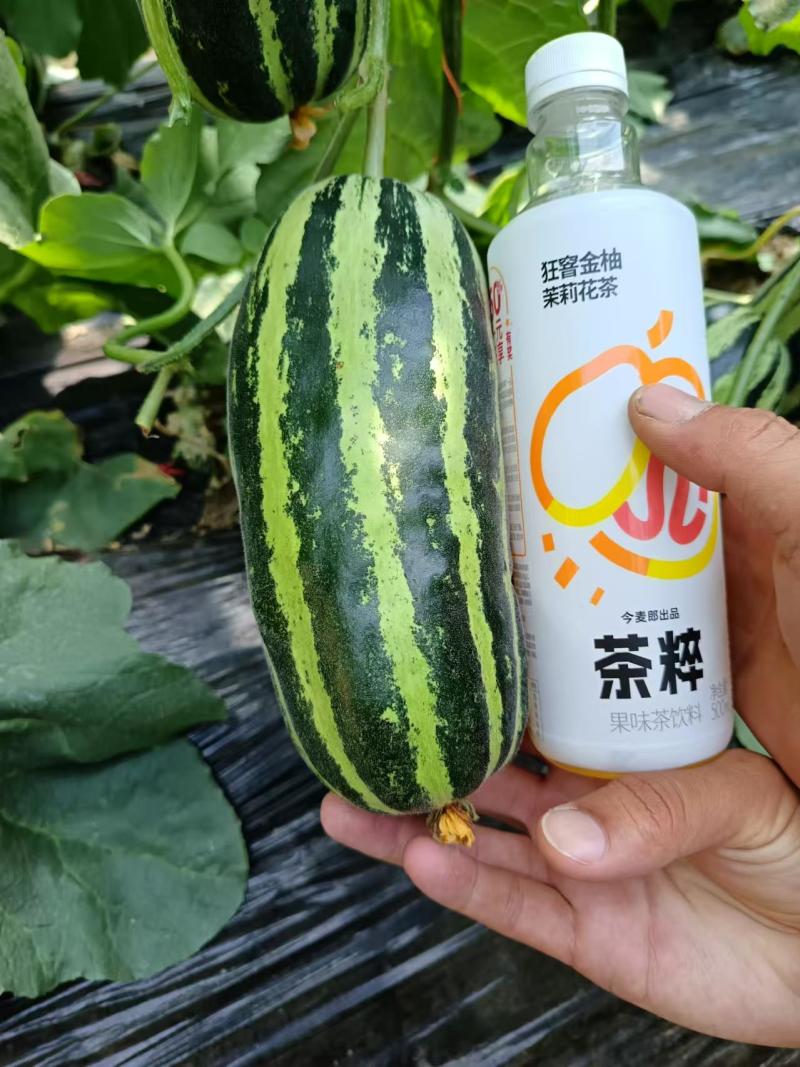 薄皮甜瓜苗绿宝苗博洋苗玉菇苗黄金蜜各种甜瓜苗嫁接甜瓜苗