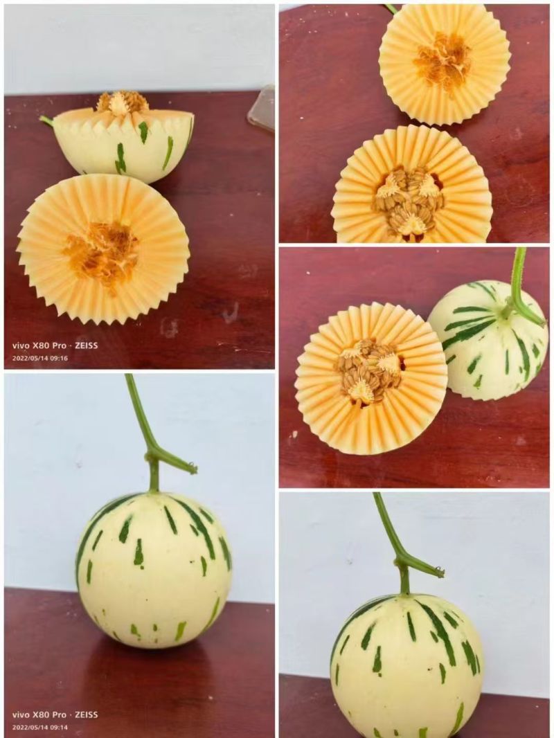 薄皮甜瓜苗绿宝苗博洋苗玉菇苗黄金蜜各种甜瓜苗嫁接甜瓜苗