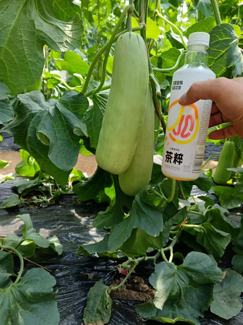 薄皮甜瓜苗绿宝苗博洋苗玉菇苗黄金蜜各种甜瓜苗嫁接甜瓜苗