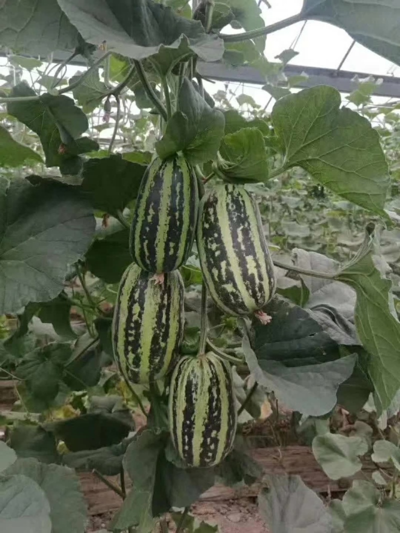 薄皮甜瓜苗绿宝苗博洋苗玉菇苗黄金蜜各种甜瓜苗嫁接甜瓜苗