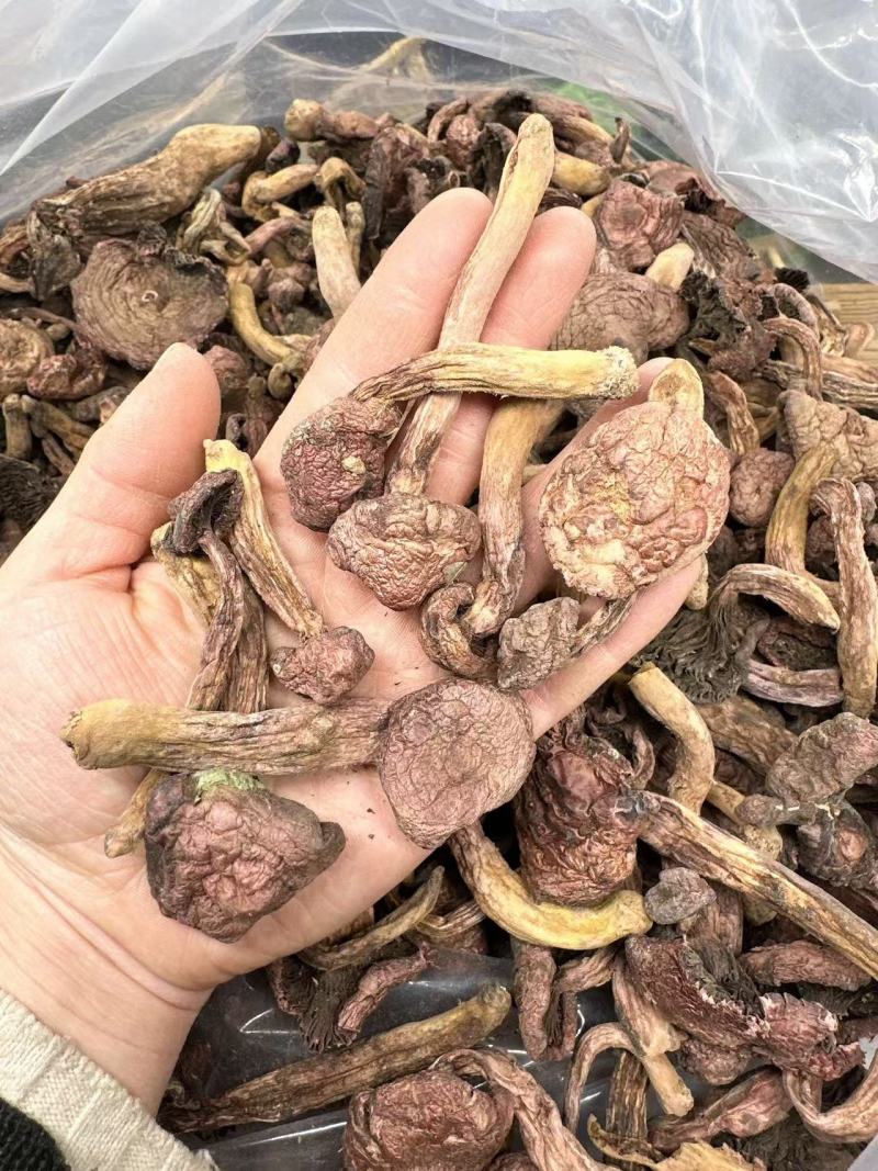 东北山珍红蘑松树伞蘑农自然晾晒干货非野生包邮泡发率高