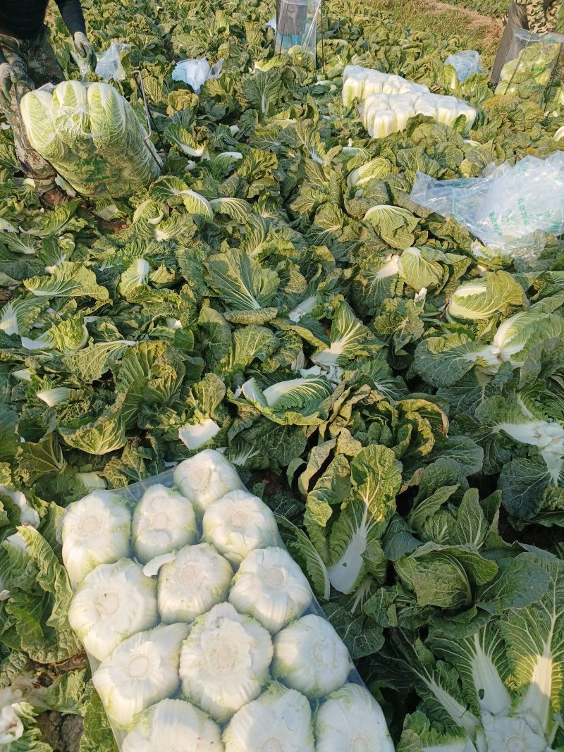 湖北省潜江市黄心白菜基地，质量好，价格美丽！欢迎新老客户