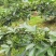 精品青花椒大量供应，货源充足，量大从优，支持免费打粉