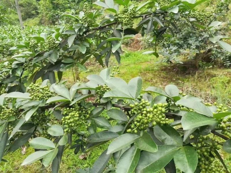 精品青花椒大量供应，货源充足，量大从优，支持免费打粉