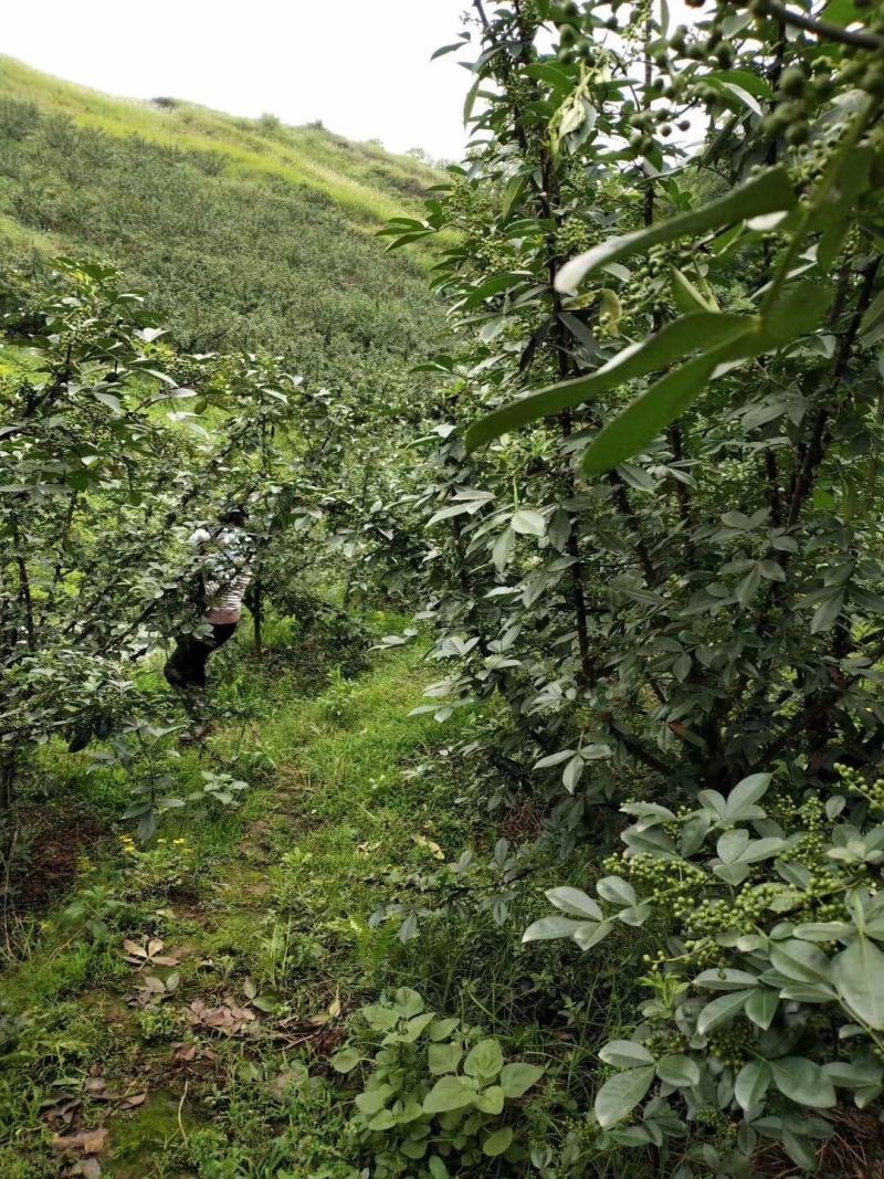 精品青花椒大量供应，货源充足，量大从优，支持免费打粉
