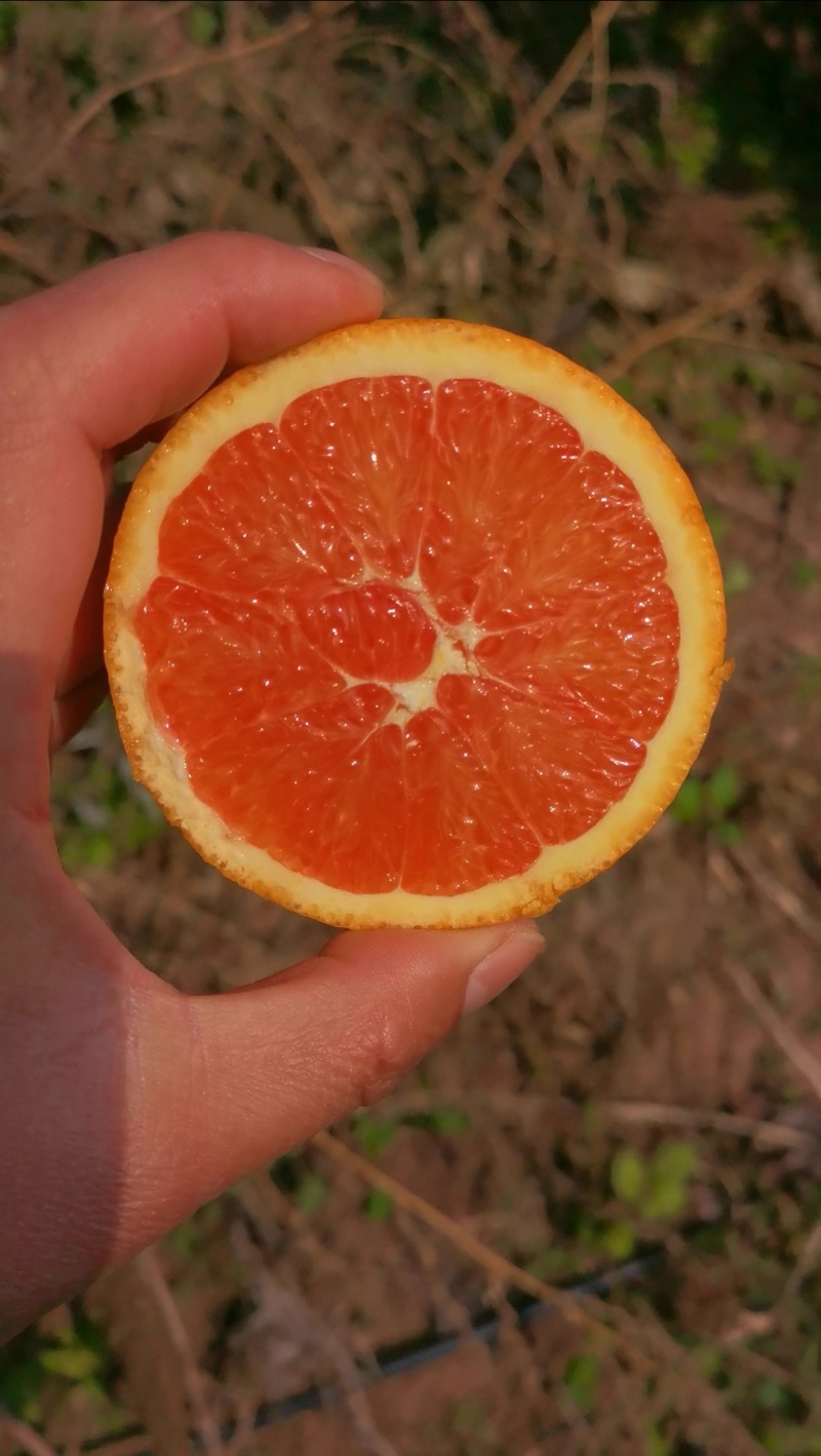 湖北宜昌中华红橙，血橙，皮薄多汁，口感纯甜，对接电商市场