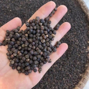 包邮精品黑胡椒大量供应，安徽亳州发货，支持免费打粉。