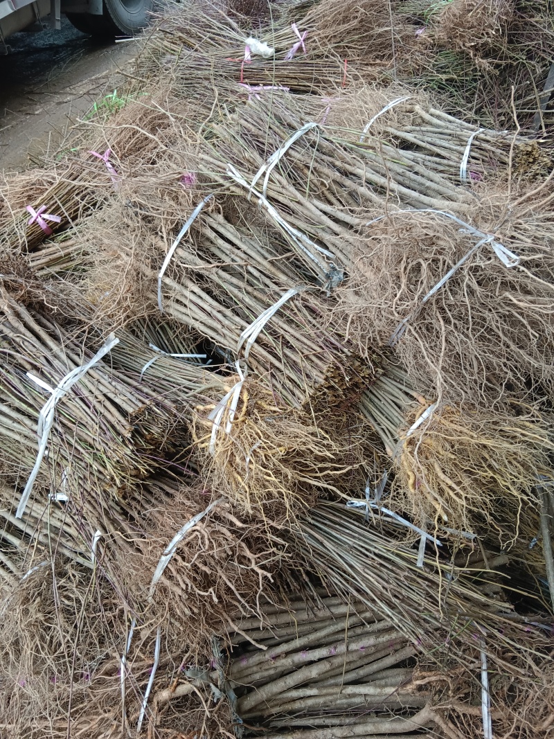 毛桃苗
