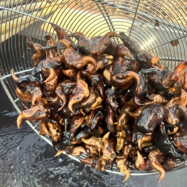 菱角种子