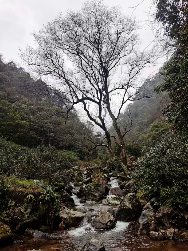海拔高空气好云雾缭绕天然氧吧云雾茶