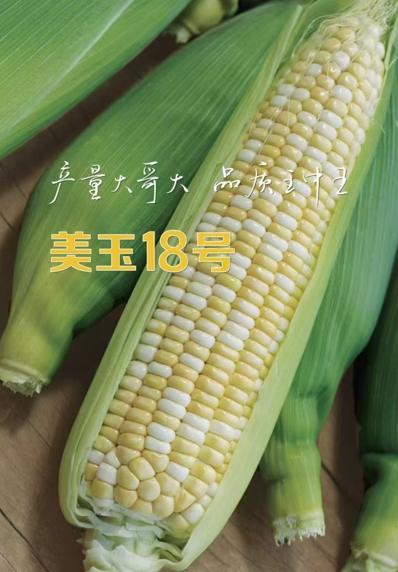 加甜糯玉米美玉30号大棒矮杆种籽绵密香甜白糯玉米苞谷种孑