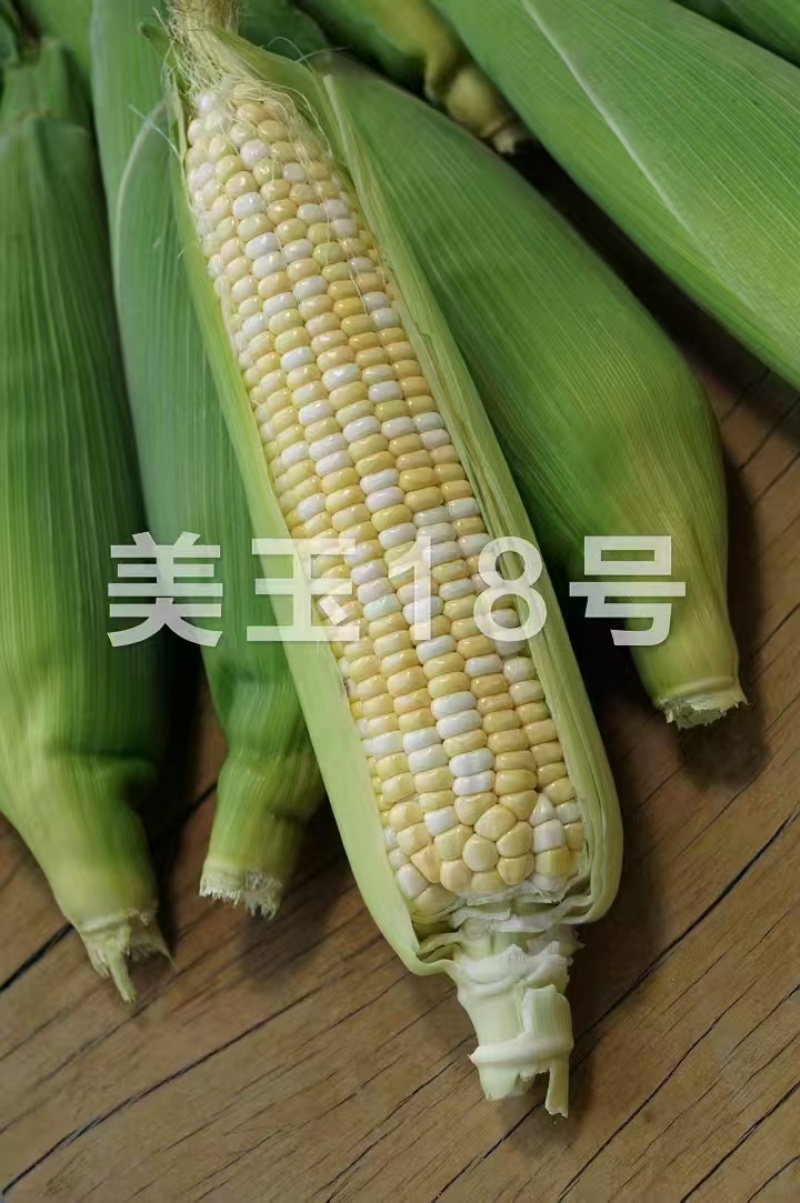 美兰美玉18双色糯玉米玉米种子高产甜糯大棒早熟矮杆甜加糯