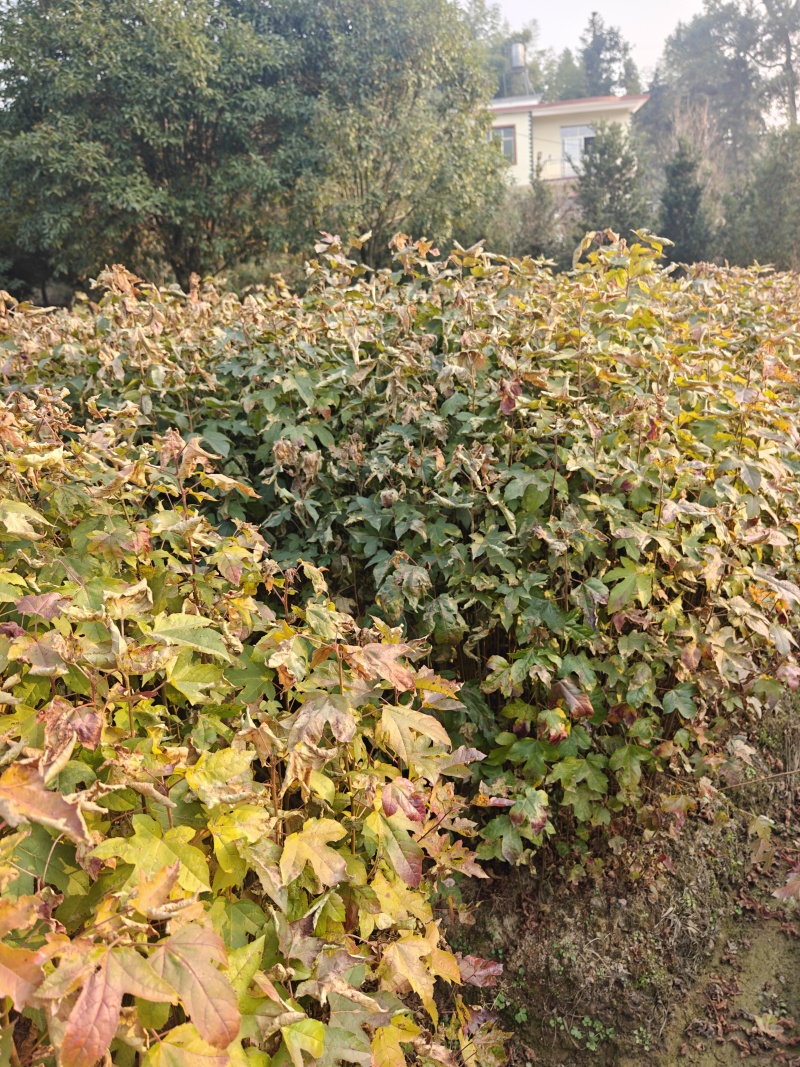 枫香苗现挖现发价格优惠成活率高支持视频看货来电洽谈