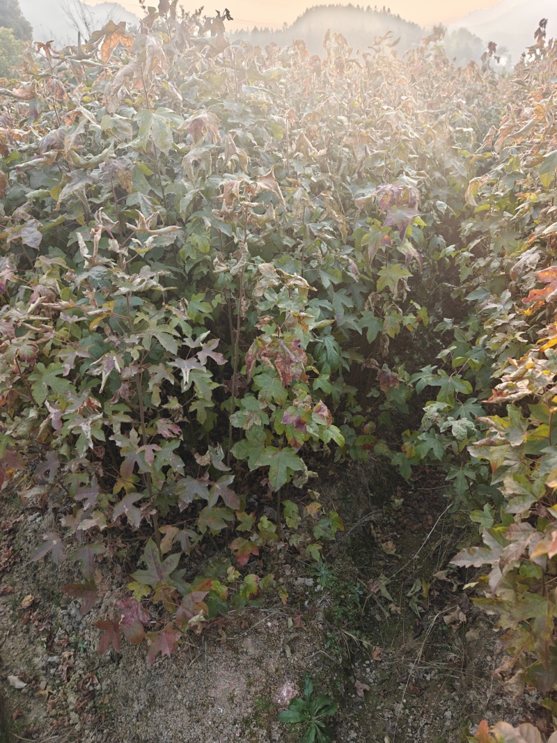 枫香苗现挖现发价格优惠成活率高支持视频看货来电洽谈