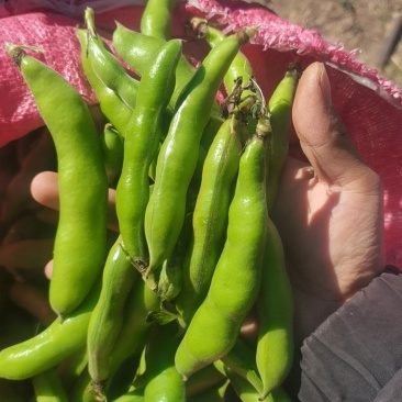 云南新鲜蚕豆胡豆对接电商商场商超可视频看货