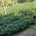 枫香苗现挖现发价格优惠成活率高支持视频看货来电洽谈