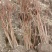 结香球冠幅:1m、1.2m、1.5m基地有量，欢迎订购。