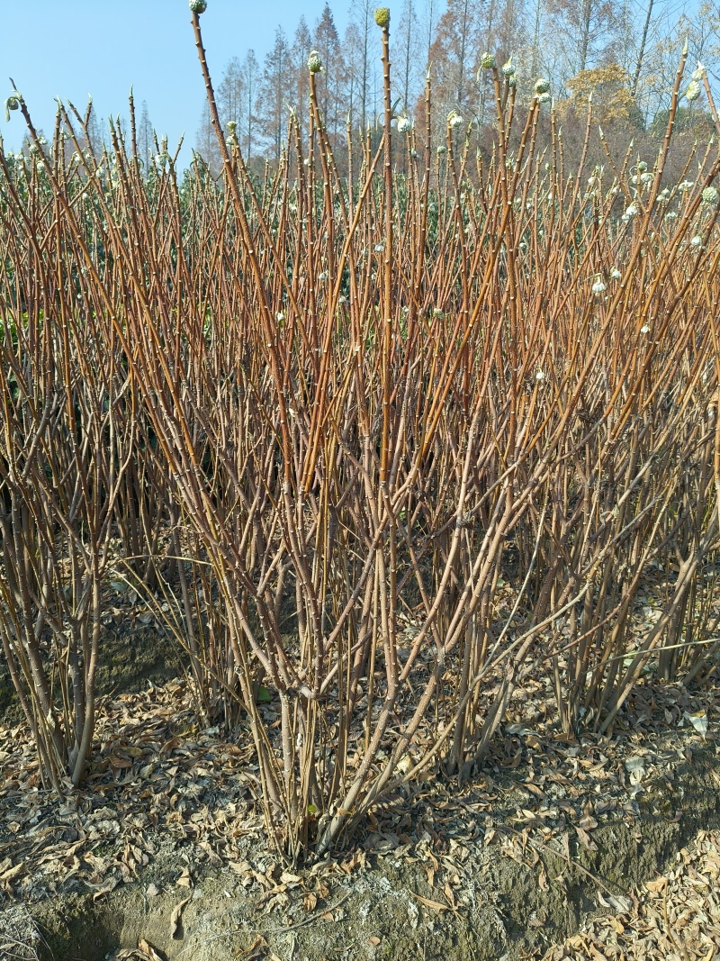 结香球冠幅:1m、1.2m、1.5m基地有量，欢迎订购。
