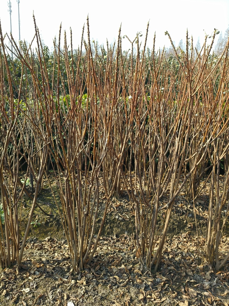 结香球冠幅:1m、1.2m、1.5m基地有量，欢迎订购。