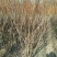 结香球冠幅:1m、1.2m、1.5m基地有量，欢迎订购。