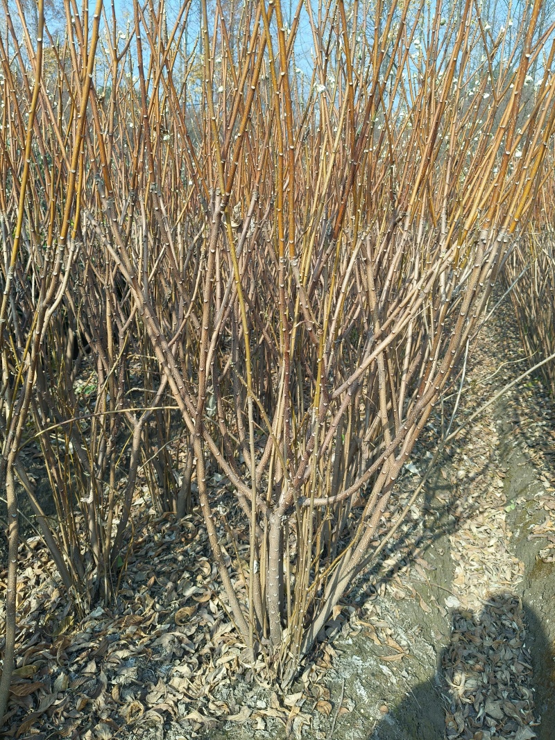 结香球冠幅:1m、1.2m、1.5m基地有量，欢迎订购。