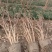 结香球冠幅:1m、1.2m、1.5m基地有量，欢迎订购。