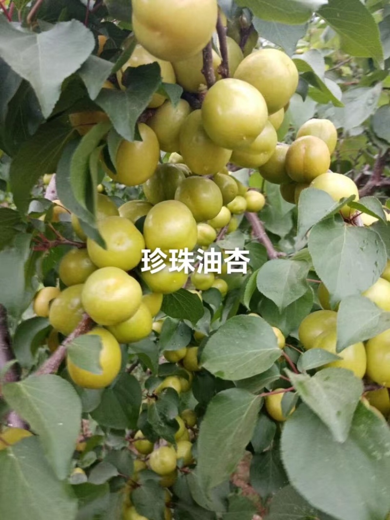 珍珠油杏苗杏树苗基地供应量大质优免费指导技术
