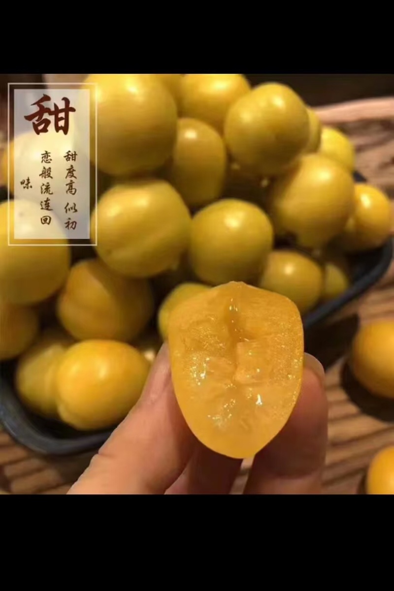 珍珠油杏苗杏树苗基地供应量大质优免费指导技术